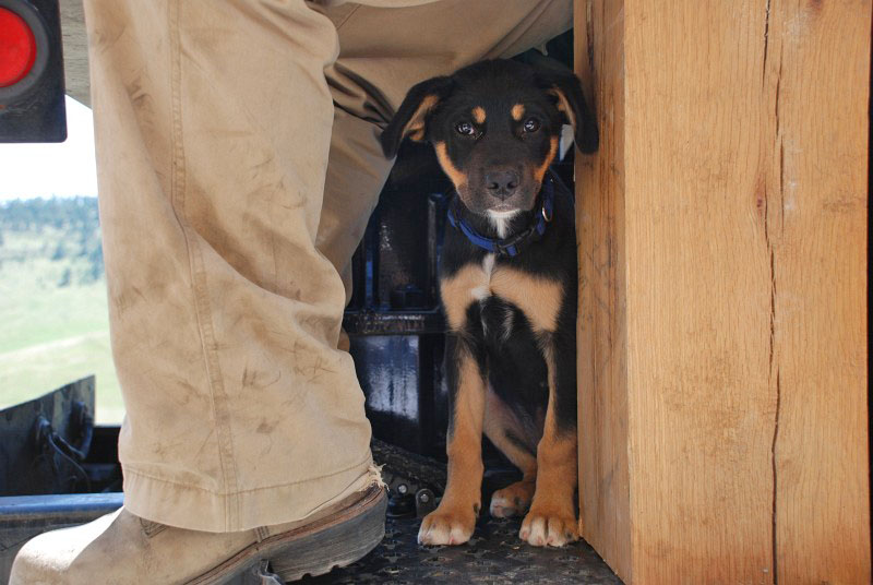 The crane operator's puppy kept an eye on everything.