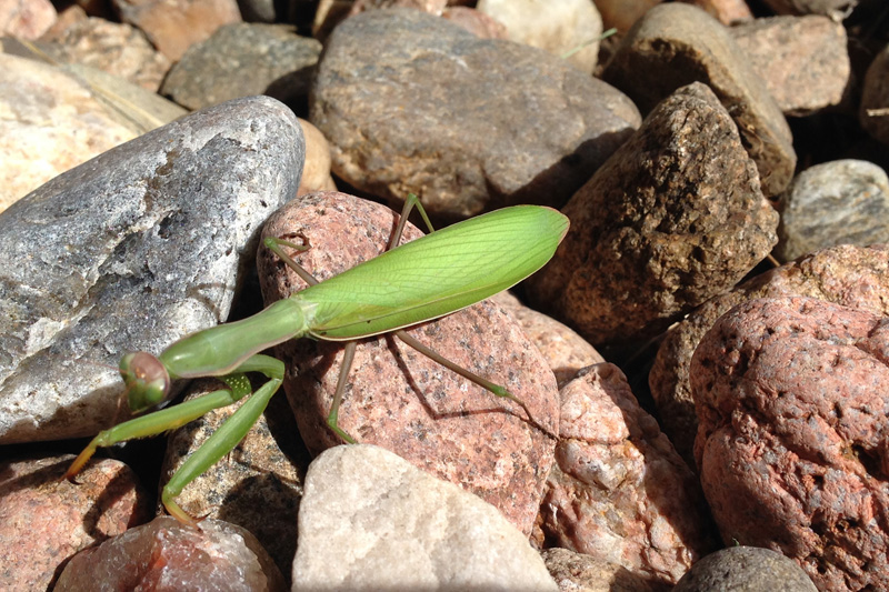 A praying mantis.