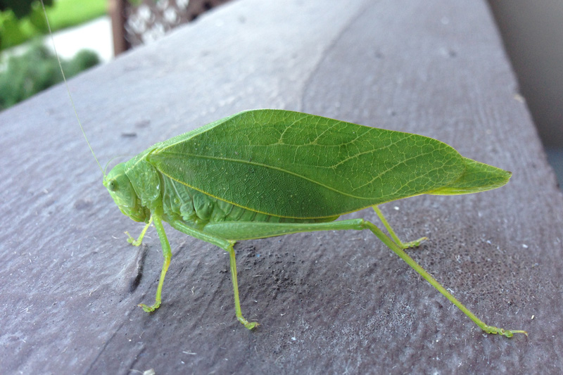 A katydid on our porch railing in Colorado.