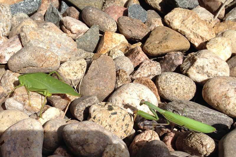 Here's something you don't see everyday: a praying mantis chasing a katydid. Not to worry ... once he caught up with the katydid, the praying mantis figured his quarry wasn't very tasty.