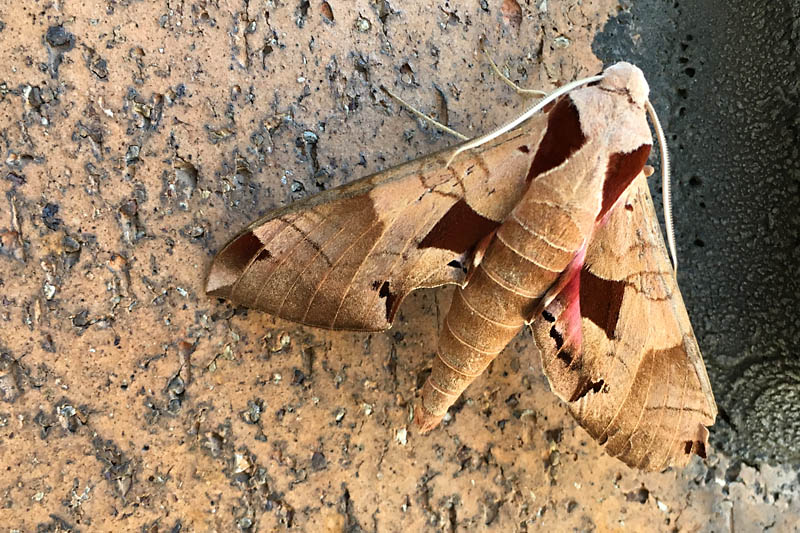 I saw this sphinx moth on a brick wall while washing my car.