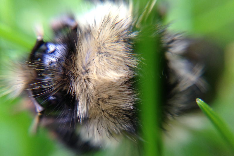 This is a bumble bee in our yard in Anchorage.