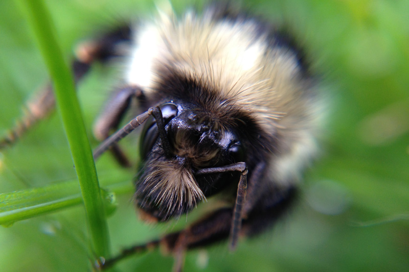 The bee again. I used an external macro lens on my iPhone to take these bee pictures.