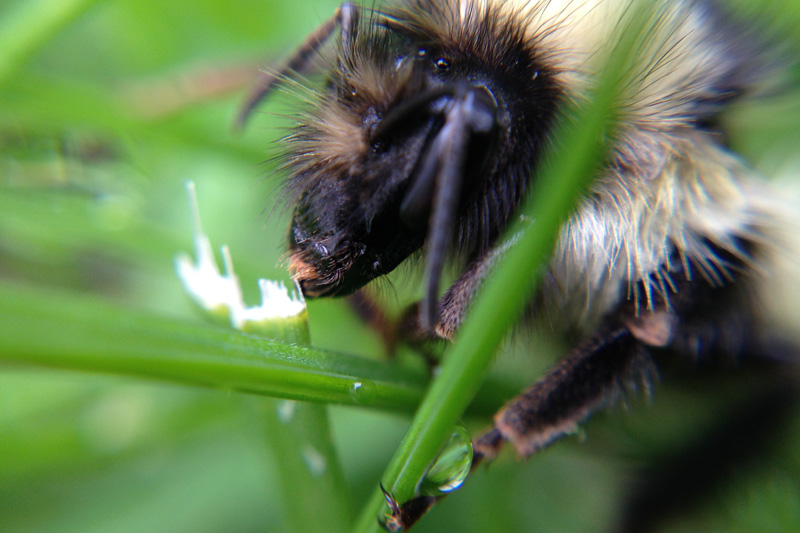 The bumble bee chewing on a blade of grass.