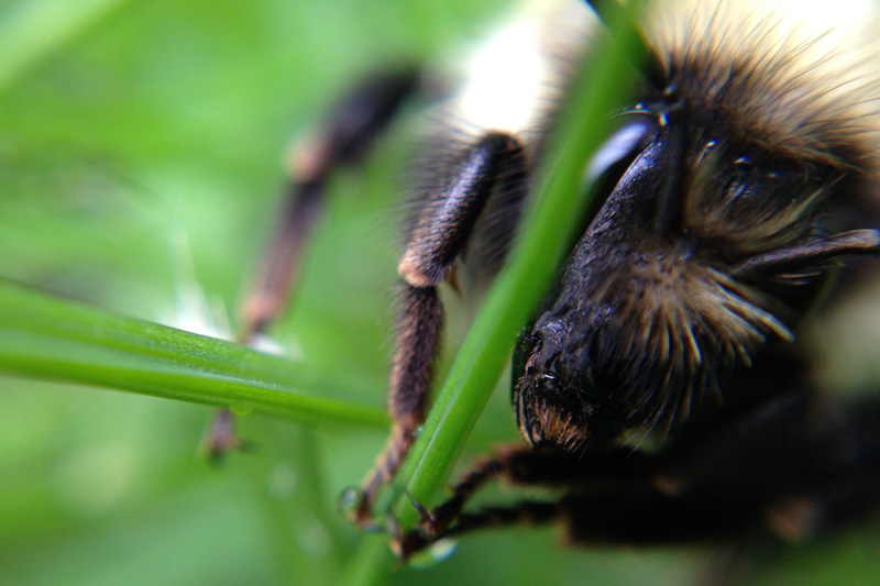 One more hairy bee pic.