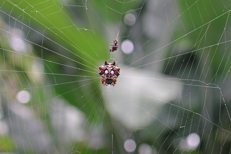 We saw this Asian spiny-backed spider in the Hawai'i Tropical Botanical Gardens.