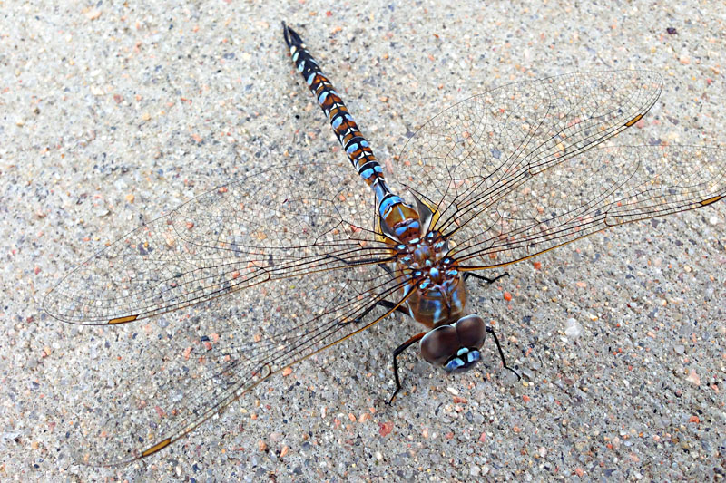 This male Blue Dasher dragonfly was sitting on the sidewalk outside our condo in Colorado. The short little orange bands at the tip of each wing indicate this is a male.