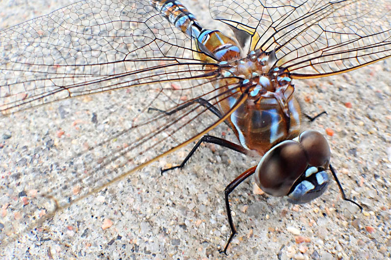 Here is a close up of the Blue Dasher. He stayed just long enough for me to get some pictures, then he flew off to eat more bugs (yay!).