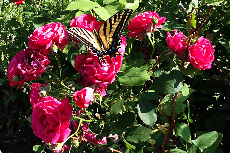 This is a Giant Swallowtail butterfly I saw on a neighbor's rose bushes while walking Piper one day. <span class='myGreyFont'>[End of series. <a href='../index.html'>Return</a> to the Photos page.]</span>