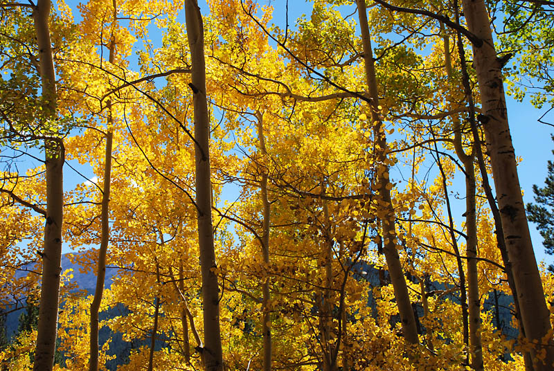 Boreas Pass Road starts in Breckenridge, Colorado and continues 15 miles across the pass to Como, Colorado.