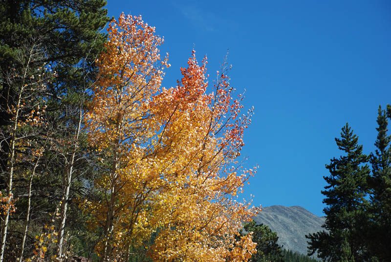 Fall colors, including some red.