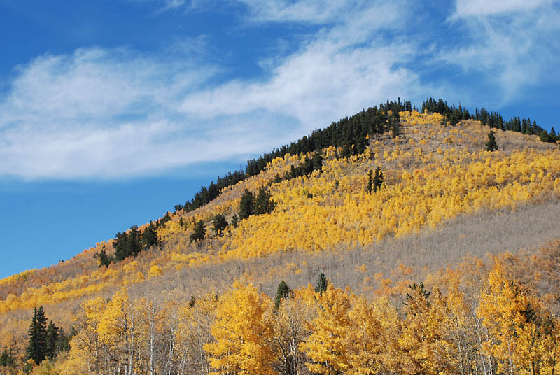 Some of the yellow leaves have started falling from the aspen branches.