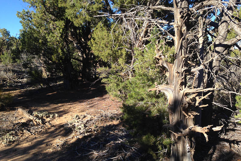 The nearby mesas were covered in twisted juniper like this one. <span class='myGreyFont'>[End of series. <a href='../index.html'>Return</a> to the Photos page.]</span>