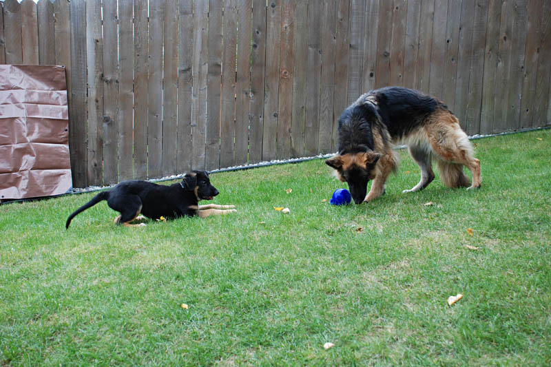 <h3>Piper & Madeline</h3>Piper and Madeline are playing with Piper&#39;s favorite ball. Madeline was our second plush coat shepherd. Madeline and our first shepherd Shelby used to pull me on my speed skate roller blades at about 30 mph.