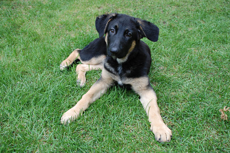 <h3>Piper</h3>Piper laying down in our backyard in Anchorage.