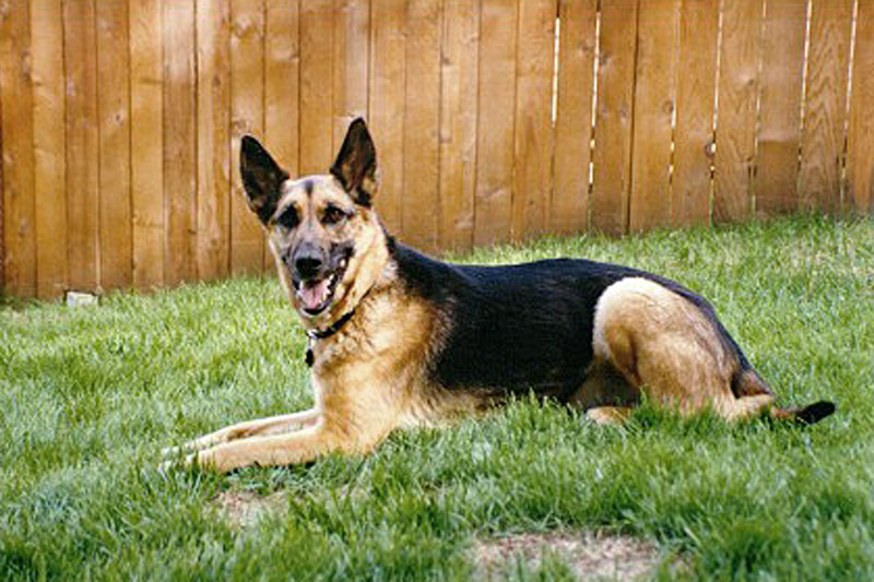 <h3>Shelby</h3>Here is Shelby in our backyard in Anchorage. She was a German Shepherd/Husky mix and a great dog.