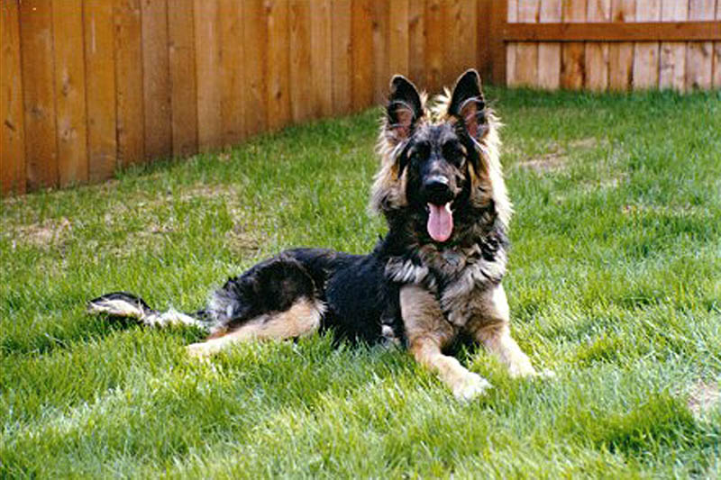 <h3>Annalise</h3>Annalise was our first pure-bred Shepherd. She had a plush coat.