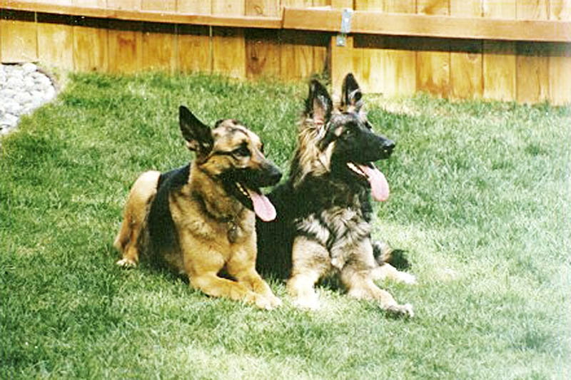 <h3>Shelby & Annalise</h3>Another shot in our backyard in Anchorage.