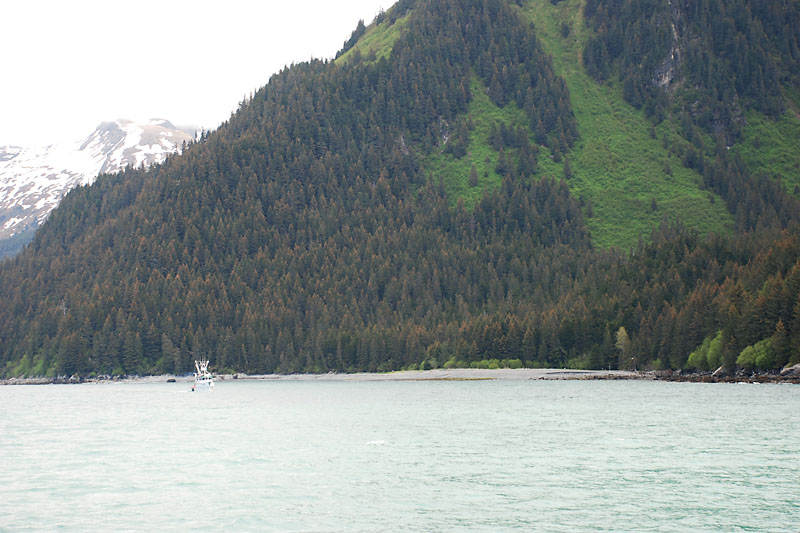 Resurrection Bay owes its name to Alexandr Baranov, fur trader and manager of the Russian-American Company in the early 1800's. His ship sheltered in the bay during a severe storm until the weather abated on Easter Sunday. They named the bay in honor of the day.