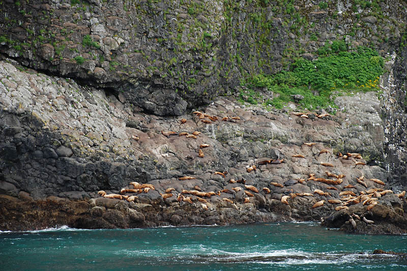 ... and you'll see sea lions hauled out on the rocks.