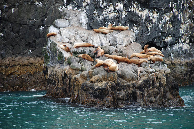 They must have climbed onto the rocks at a higher tide.