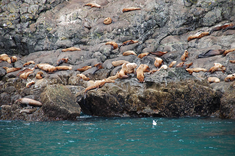 The male in the middle of this photo is warning the junior sea lions around him not to disturb him again. The little white tail disappearing under the water  ...