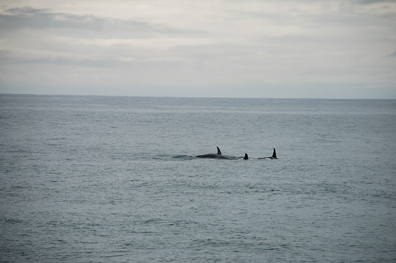 As we draw closer, we can make out the fins of orcas.