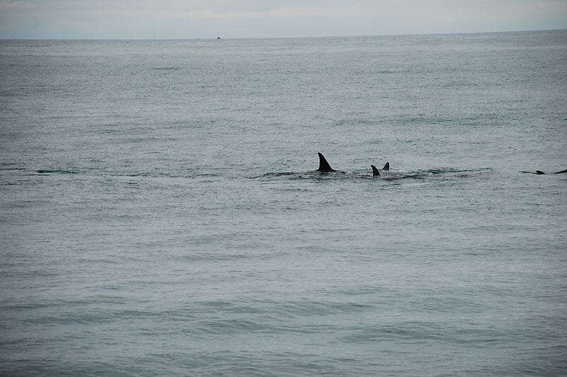 We saw as many as a dozen whales at one time. There were  two groups comprised of a mix of adults and juveniles.