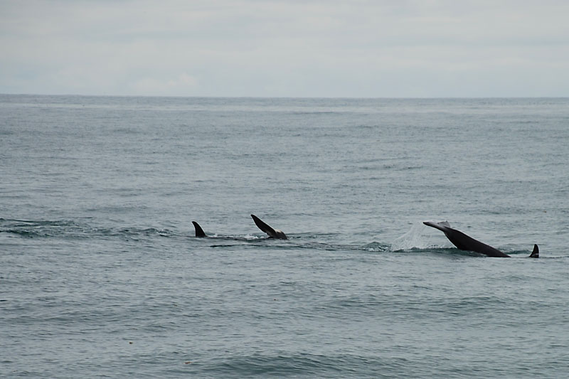 Whale tail.