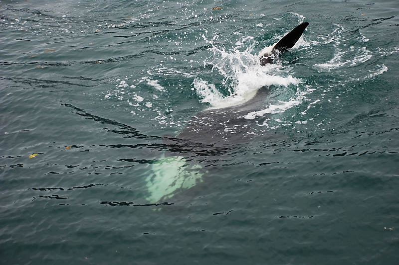 This whale headed straight for the ship, then dove under the hull and emerged on the other side several times.