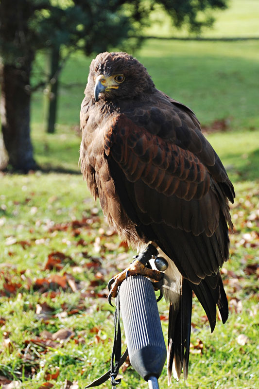 <h3>Falconry</h3>A Harris' Hawk sits on his perch. This bird weighs about 2½ pounds.