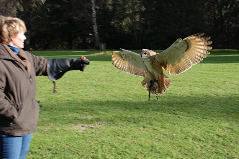 <h3>Falconry</h3>Shiloh is about to get a piece of meat from Kris' gloved hand.