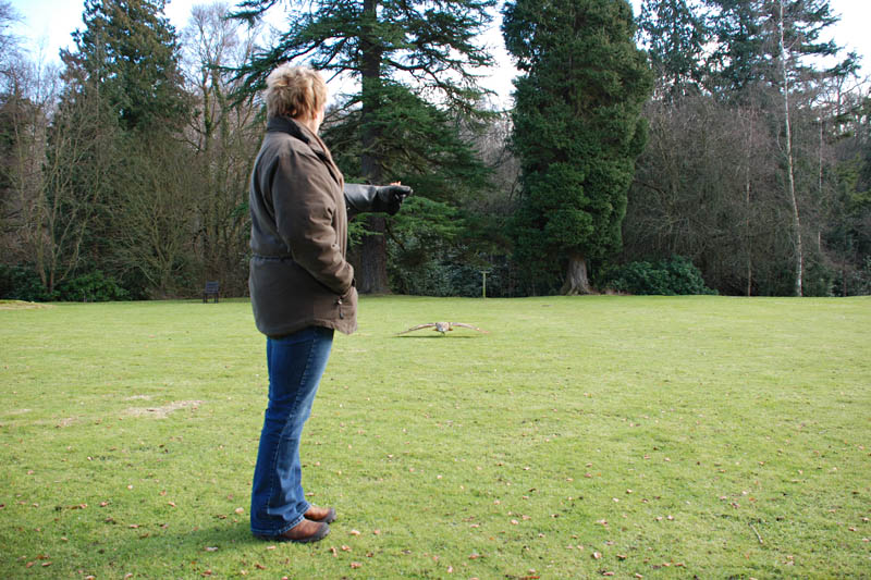 <h3>Falconry</h3>The next four pictures show how Shiloh approaches Kris' hand. Here she is just a few inches above the ground.