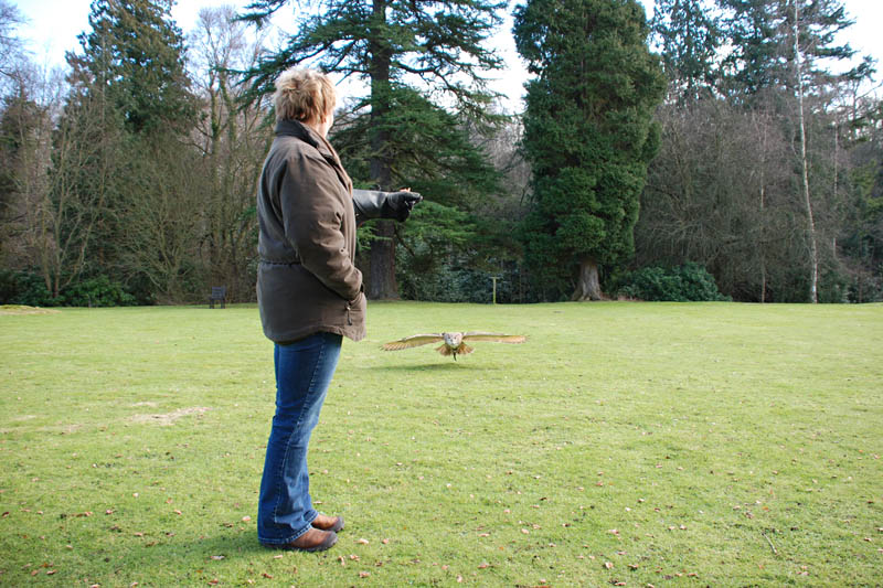 <h3>Falconry</h3>As Shiloh approaches the food, she makes a clicking sound designed to startle prey into staying still for fear of being discovered.