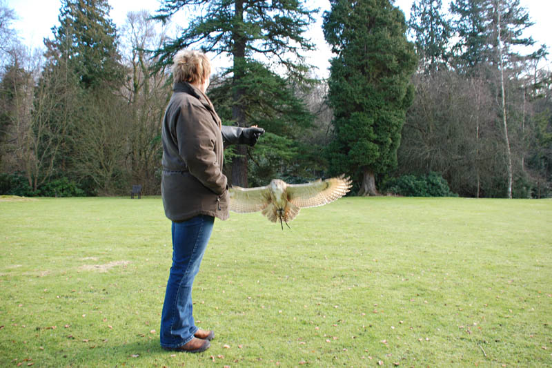 <h3>Falconry</h3>Shiloh approaches her perch from below — she will land very softly on Kris' gloved hand.