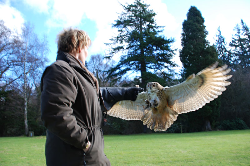 <h3>Falconry</h3>With her wings spread to their maximum extent, Shiloh slows to a perfect landing.