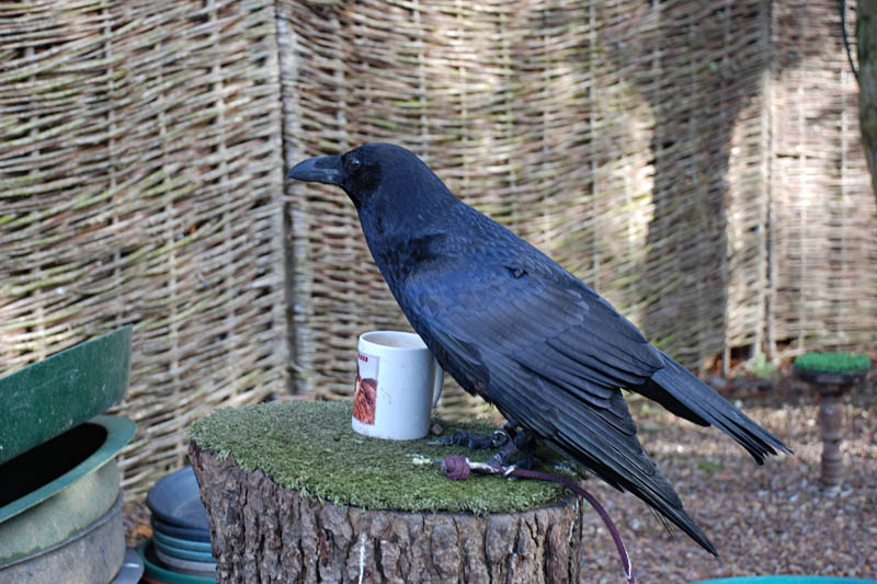 <h3>Falconry</h3>Jake enjoys his morning coffee. He knows a number of commands and has appeared in several movies. Ravens are not found in the wild in the UK. <span class='myGreyFont'>[End of Scotland 2010, Part 2. Go to <a href='scotland-3.html'>Part 3</a> or <a href='../index.html'>return</a> to the Photos page.]</span>