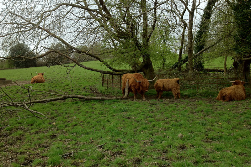 One day Kris and I went to the Burrell Collection museum in Glasgow. While walking through the Pollok Country Park on the way to the museum, we saw these Highland cattle.