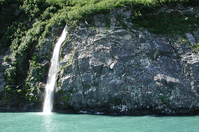 Here is a kitiwake rookery near the mouth of College Fiord.